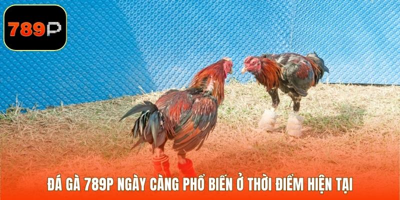 Đá gà 789P ngày càng phổ biến ở thời điểm hiện tại