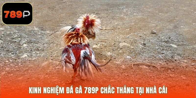 Kinh nghiệm đá gà chắc thắng tại nhà cái